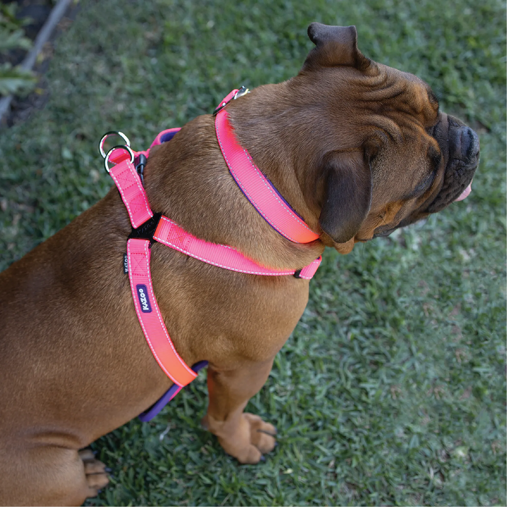 Active Walking Dog Harness - Bloom Burst