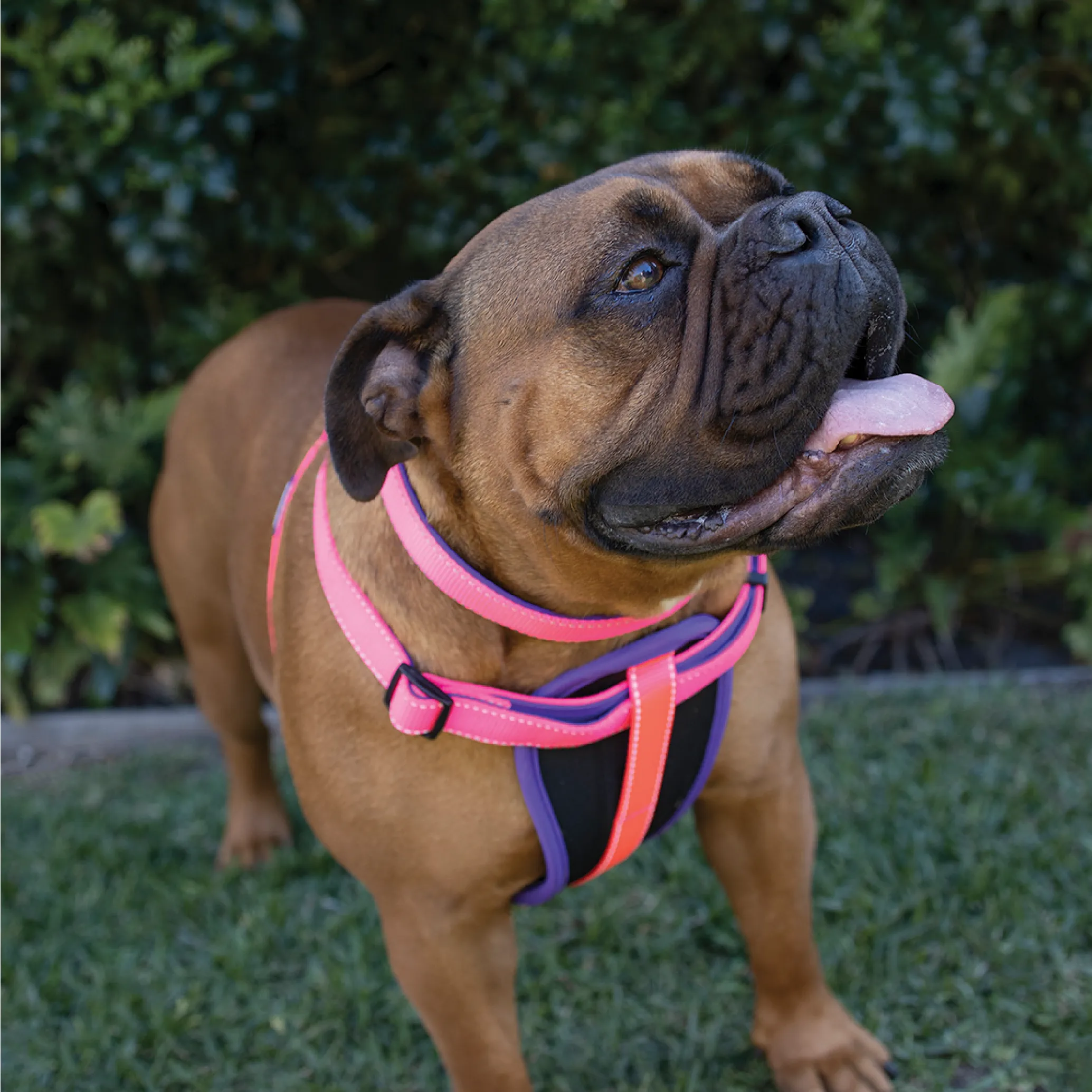 Active Walking Dog Harness - Bloom Burst