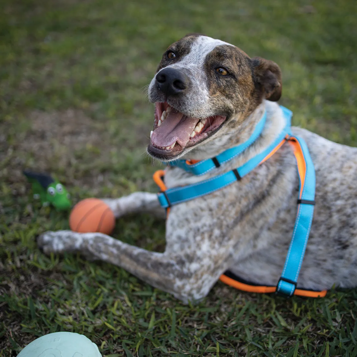 Active Walking Dog Harness - Ocean Sunrise