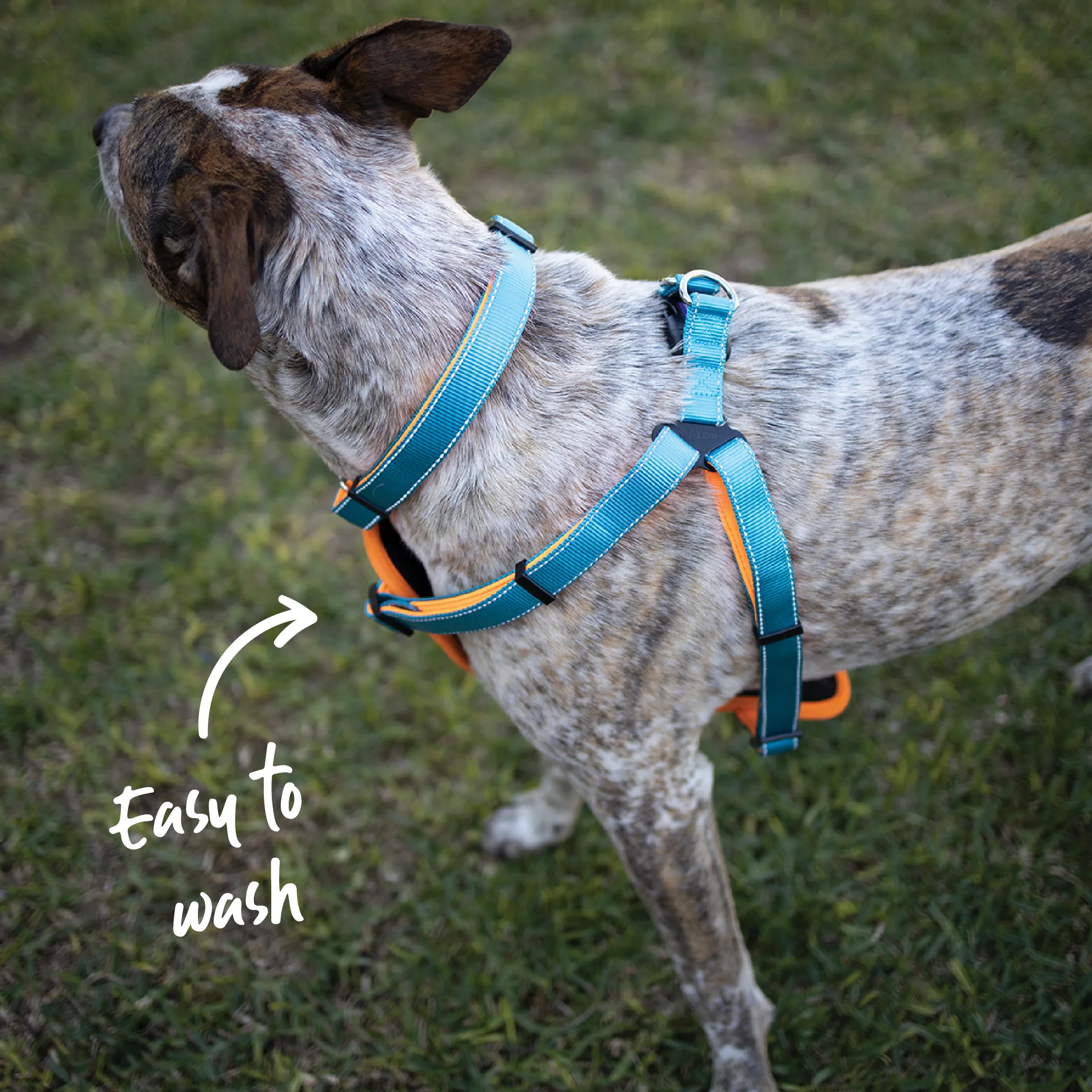 Active Walking Dog Harness - Ocean Sunrise
