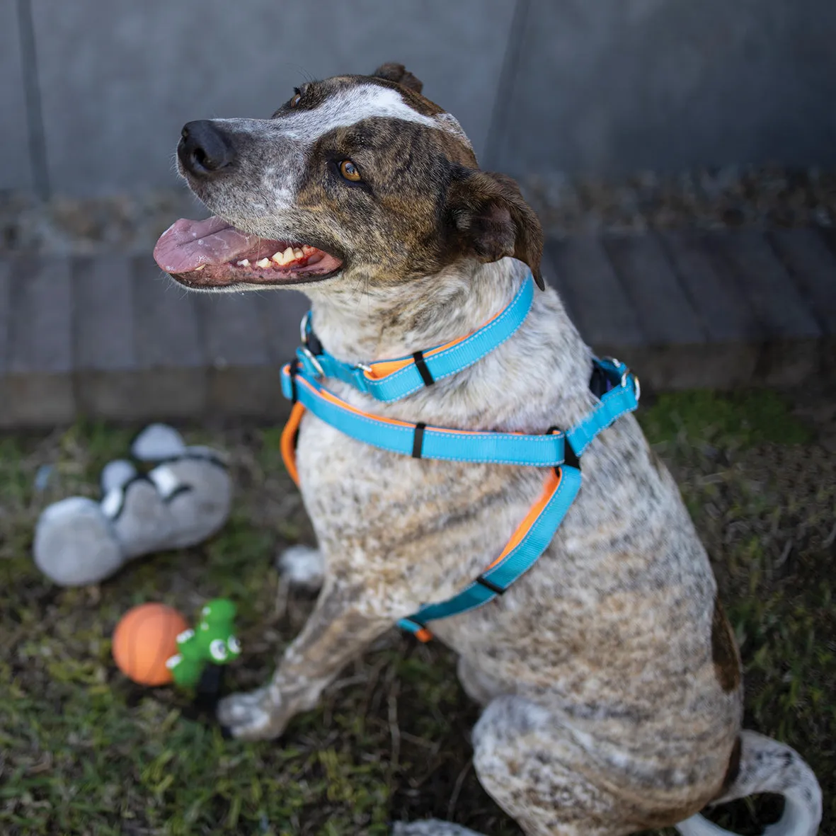 Active Walking Dog Harness - Ocean Sunrise