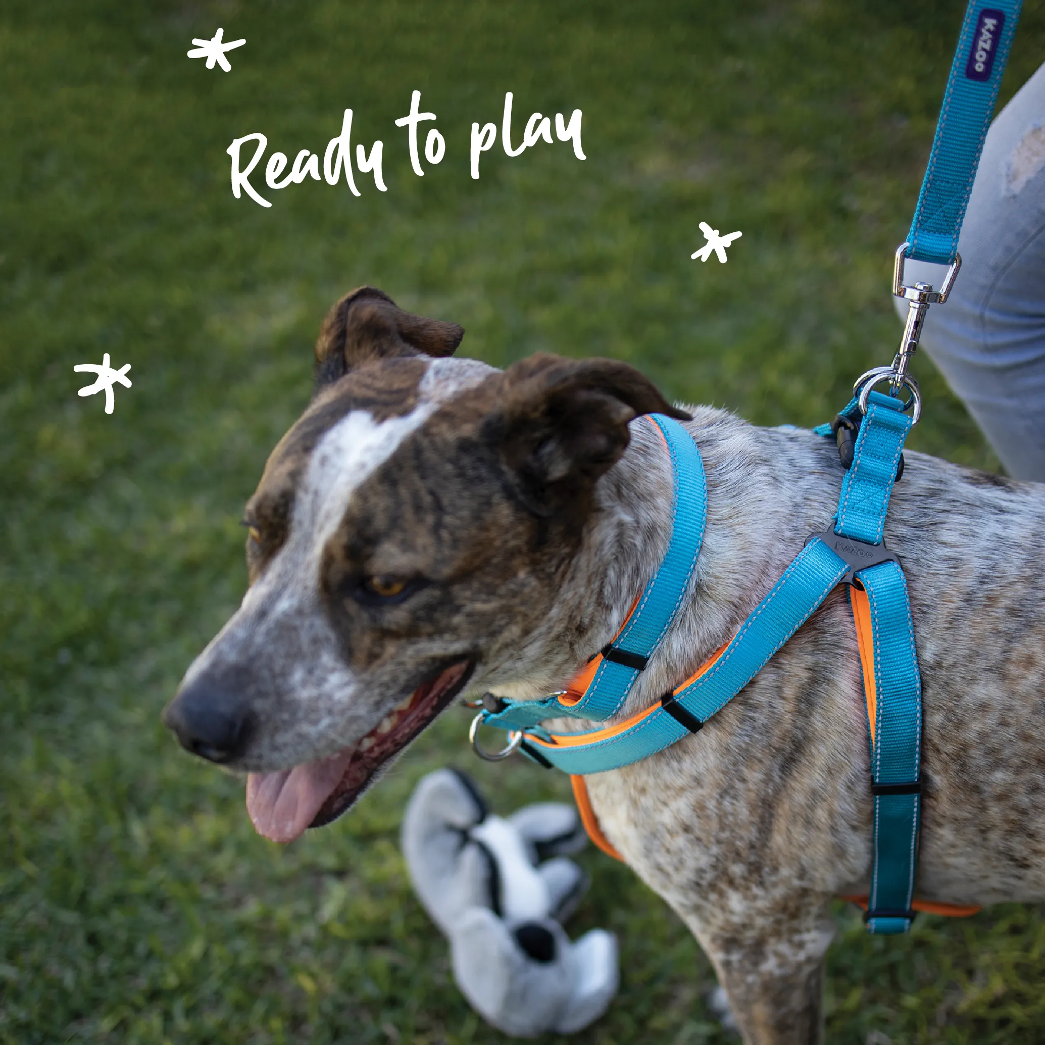 Active Walking Dog Harness - Ocean Sunrise