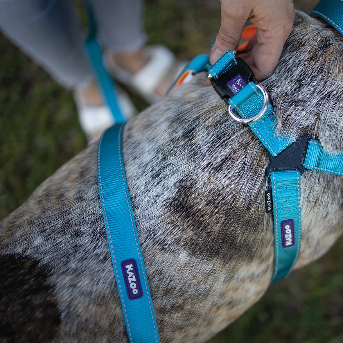 Active Walking Dog Harness - Ocean Sunrise