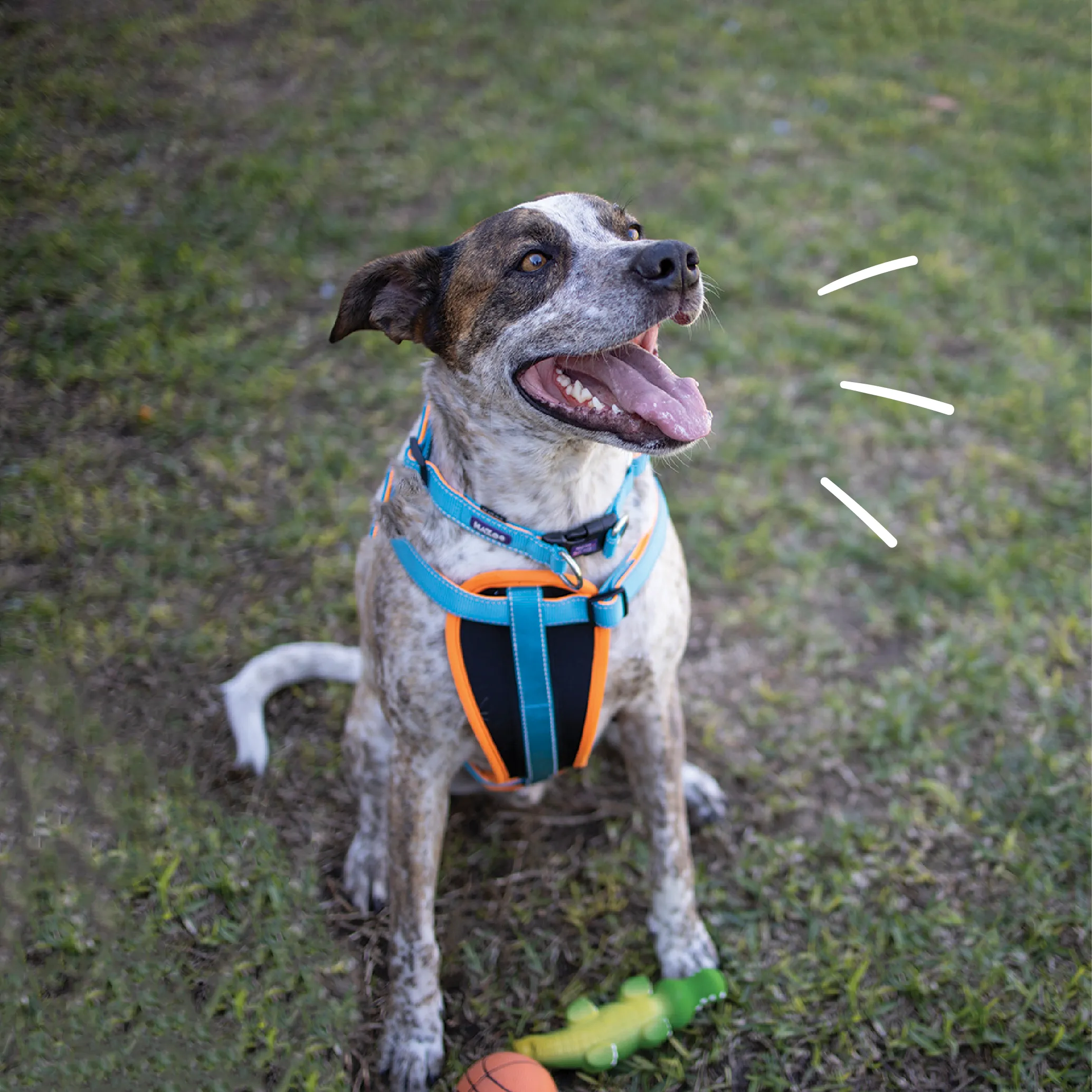 Active Walking Dog Harness - Ocean Sunrise