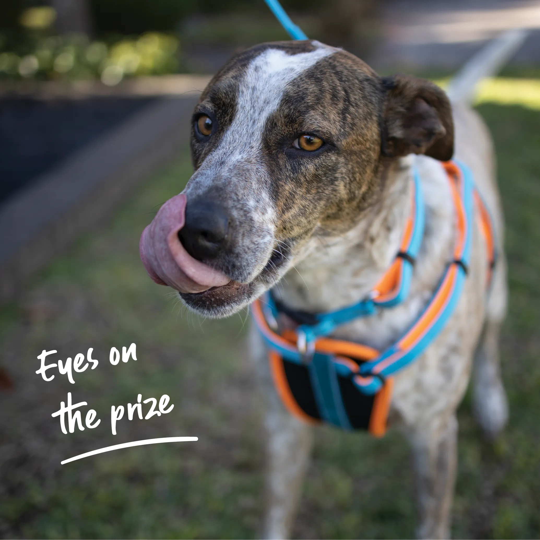 Active Walking Dog Harness - Ocean Sunrise